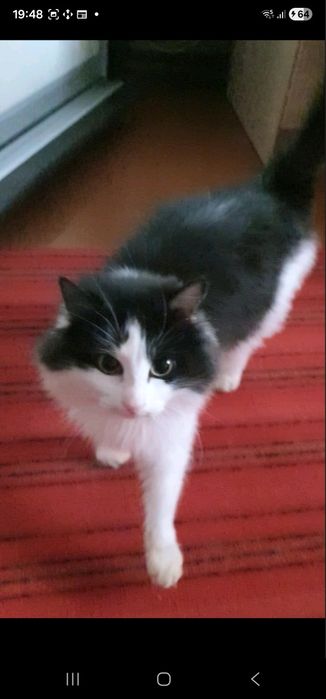 Котик ищет себе дом