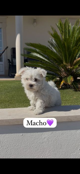 Bichon maltês macho