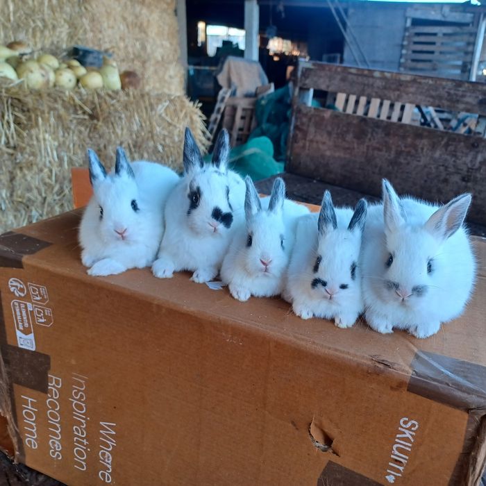 Coelhos anões  muito bonitos