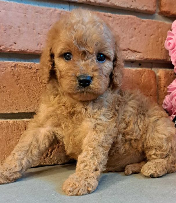 Cavapoo śliczna dziewczynka