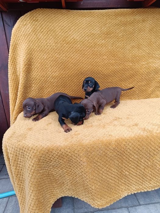 Jamnik krótkowłosy