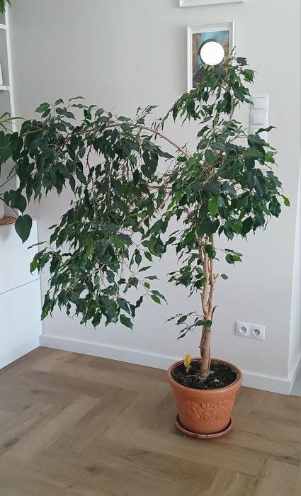 Kwiaty duży fikus Benjamin ok. 160cm