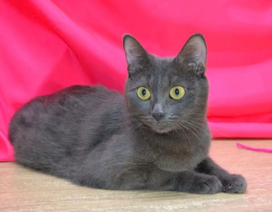 Отдам даром в добрые руки серую кошечку метис британской породы