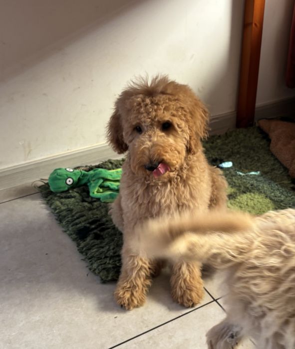 Goldendoodle F1b