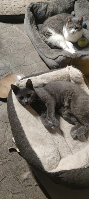 Кошечки из приюта,ищем дом