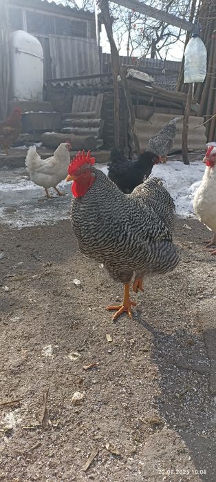 Півень когут Амрокс