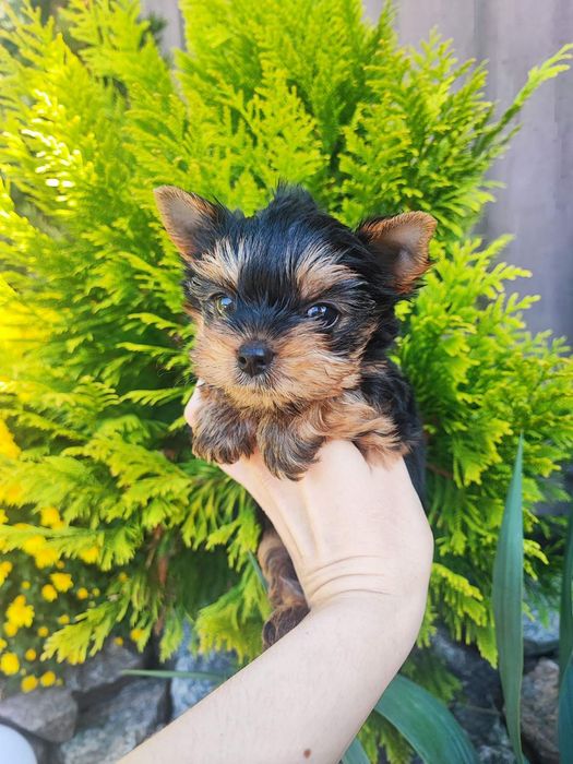 Красивая девочка мини Одесса