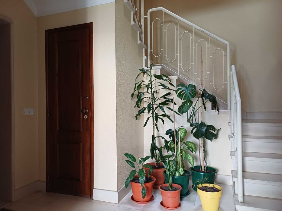 T2 em Lourel- Sintra