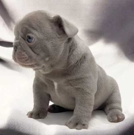 Французские бульдоги лилового окраса