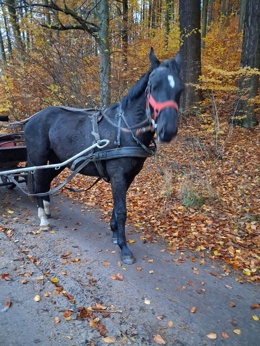 Klacz slaska po rodzicach w programie