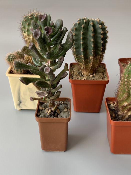 кактуси в подарунок