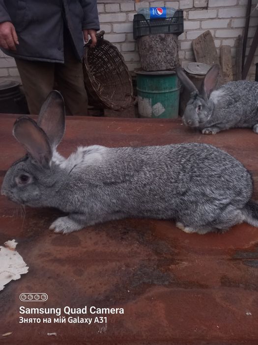 Кролики,кролі,вухаті