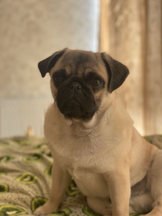 Гарний мопс шукає даму серця для серйозних стосунків (в’язка)