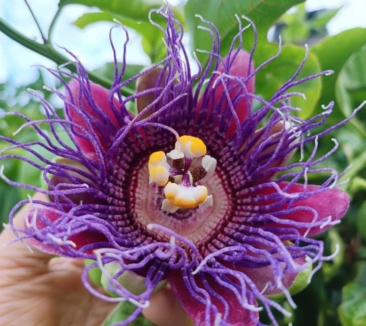 Plantas de Maracujá Azul « Passiflora » Híbrido .