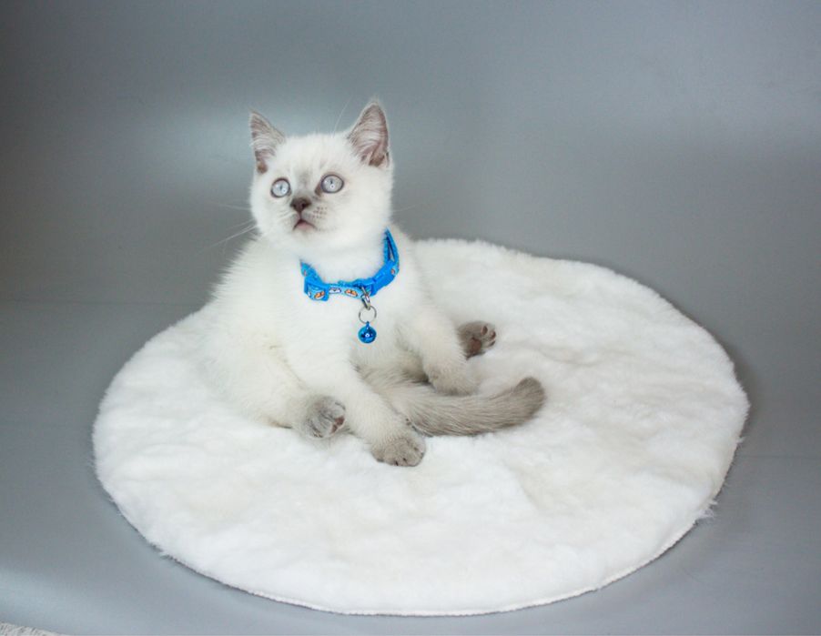 Шотландські кошенята