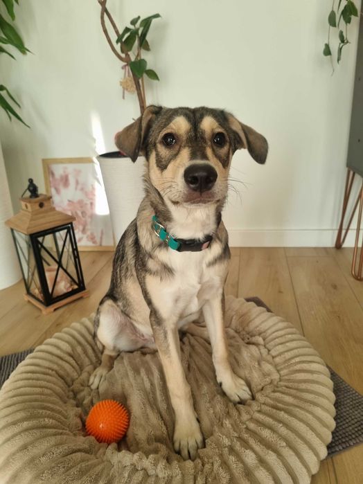 Półroczny Silver poleca się do adopcji