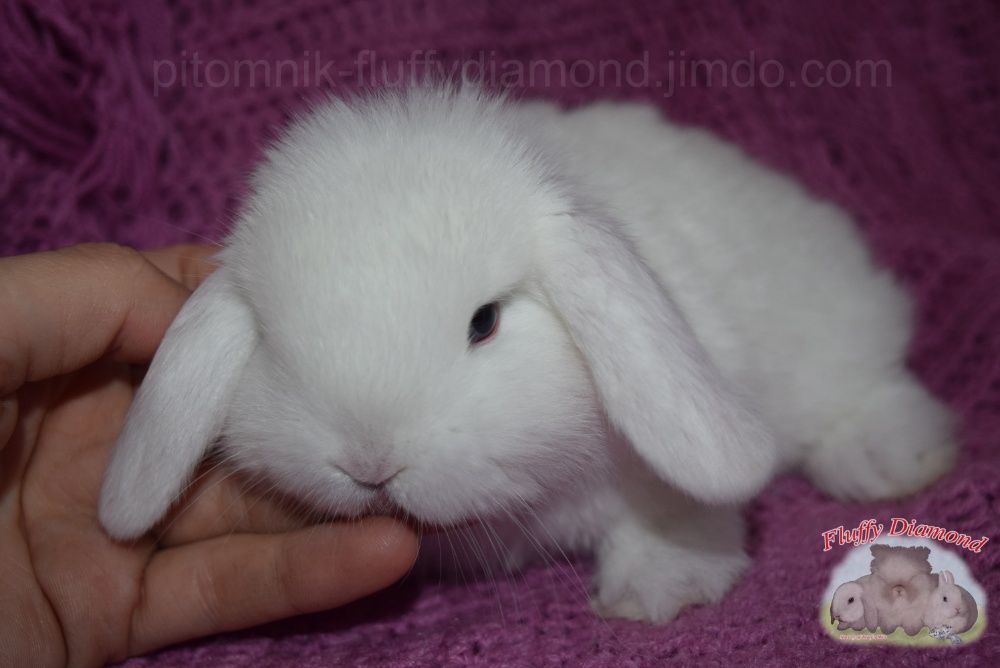Вислоухие крольчата. Редкие окрасы! Кролики из "Fluffy Diamond"