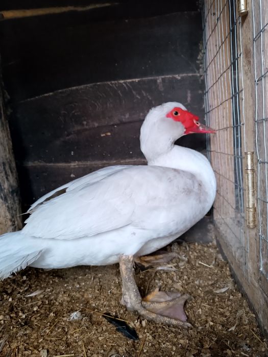 Продам молодого селезня немецкой белой