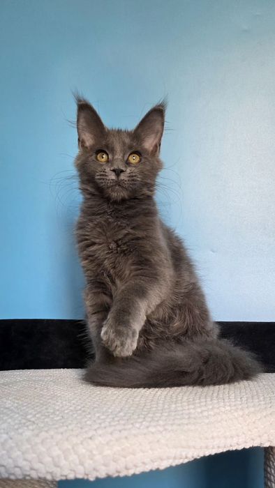 Шикарная девочка мейн