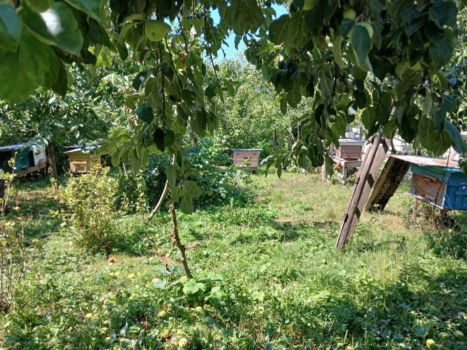 Бджоли  вулики бджолині