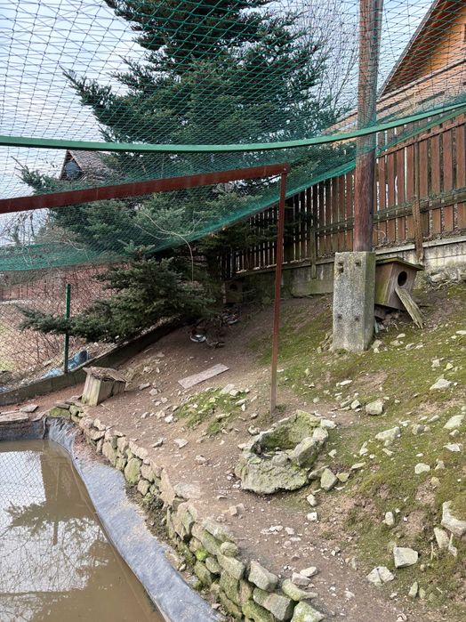 Sprzedam kury i kaczki ozdobne