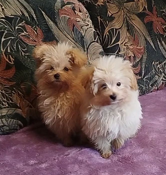 Няшечки ждут именно Вас)