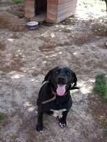 Oddam pieska za darmo