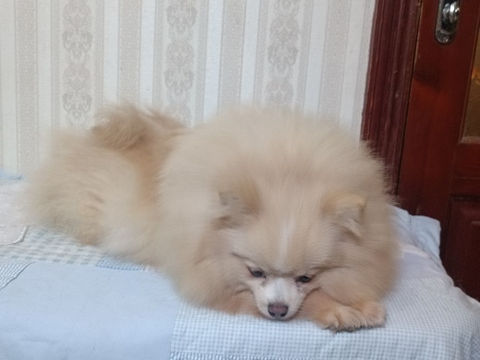 Шпиц девочка подрощенная