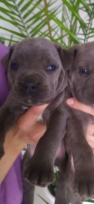 Цуценята Кане корсо