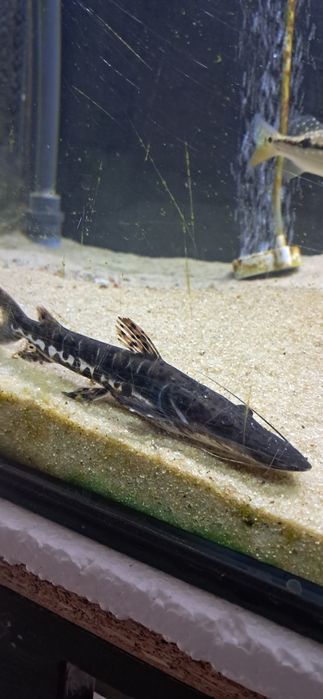 VENDO cacharas (TSN 15-17CM)