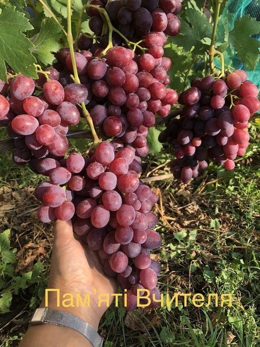 Саджанці винограду