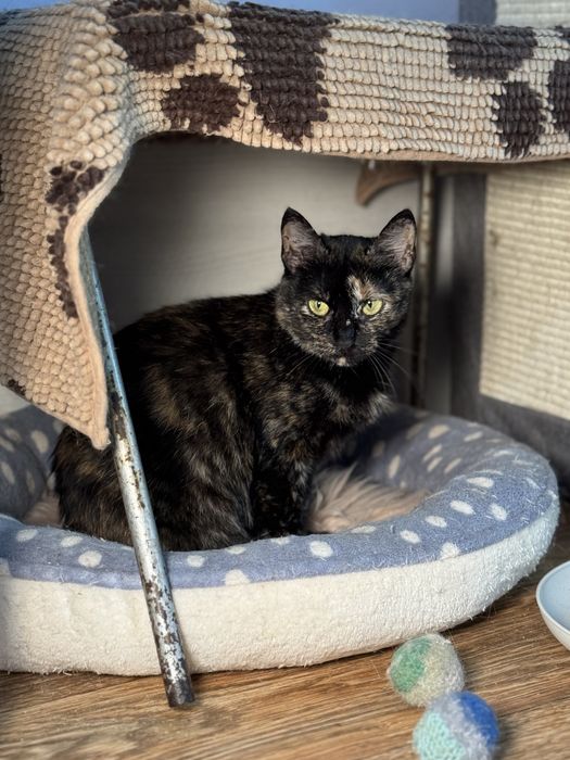 Кошечки черепашки в дар