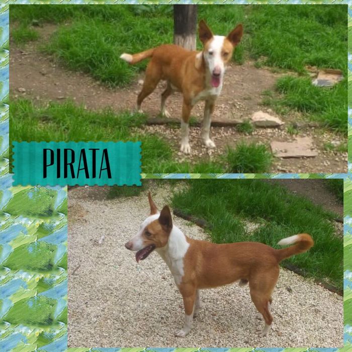 Para adoção responsável