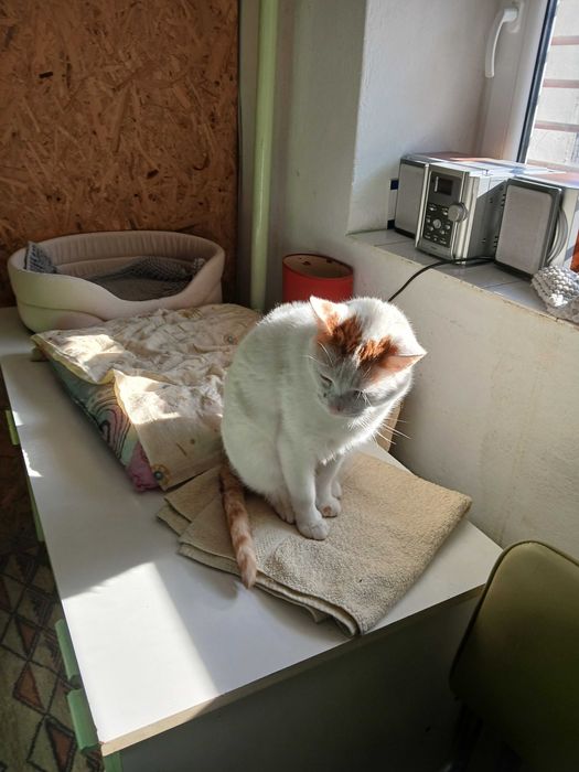 Kotek do adopcji