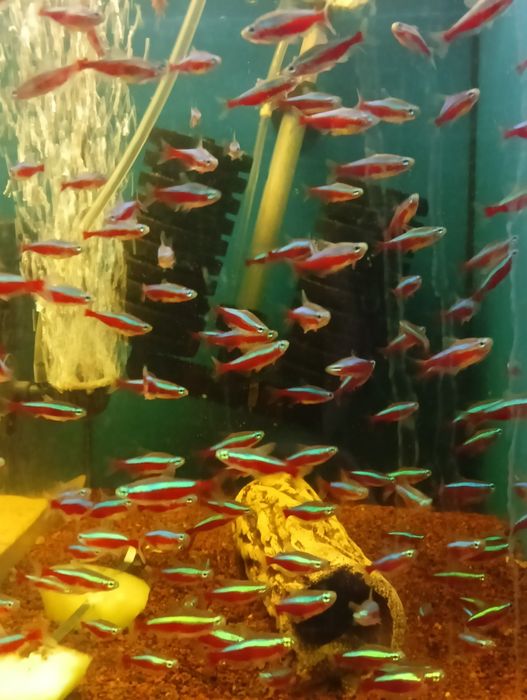 Neon innesa XL, czarny, czerwony, rodostomus, kardynałek itp