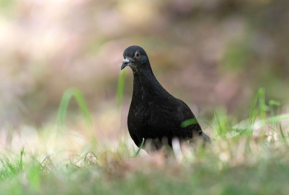 Nikon ED 500mm f4 AI-P (excelente estado)