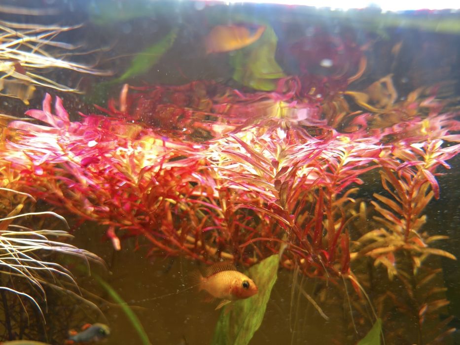 Rotala rotundifolia Blood Red 10PLN za 5szt