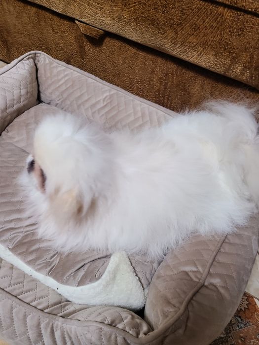 Королівські пекінеси чистокровні.