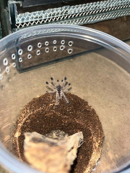 Avicularia Juruensis M2 Peru Purple L4/L5