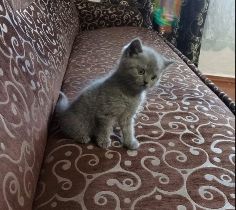 Британці короткощерстні