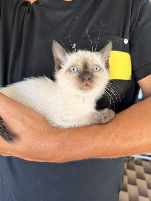 Dá-se 2 gatinhas