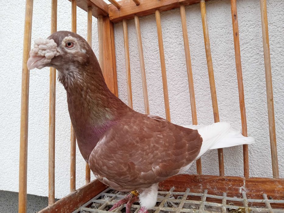 Gołębie staropolskie, gołąb staropolski