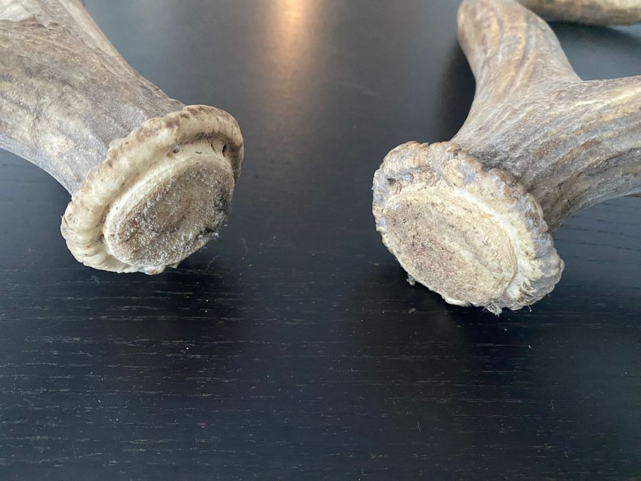 Par de hastes (chifres) de veado naturais – 12 pontas