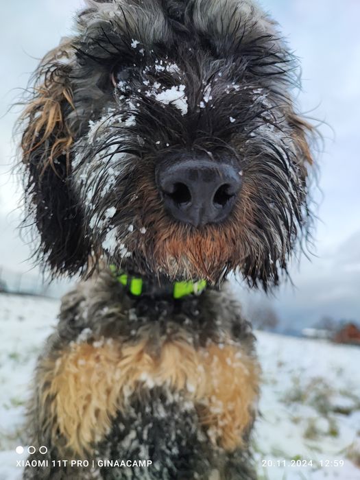 GinaaCamp Hotel dla psów i kotów / ośrodek dla psów / kochamy mądrze