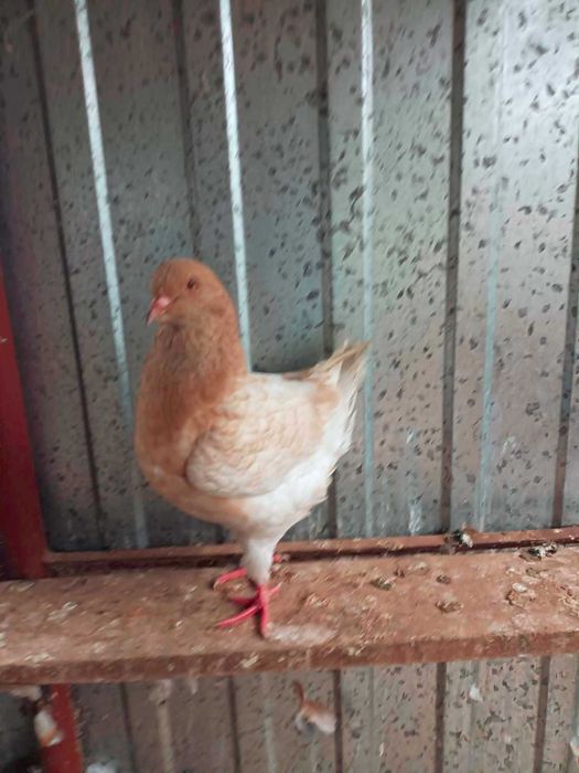 kingi gołebie rasowe