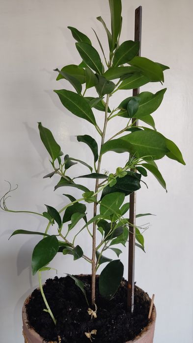 Фикус микрокарпа