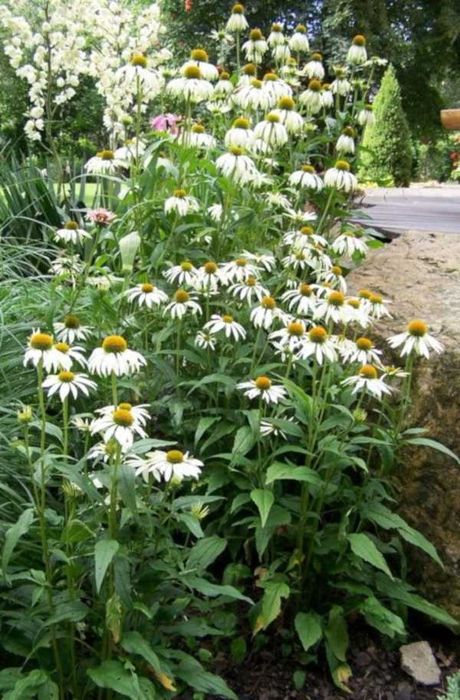 JEŻÓWKA Baby Swan White - sadzonki w doniczkach !!