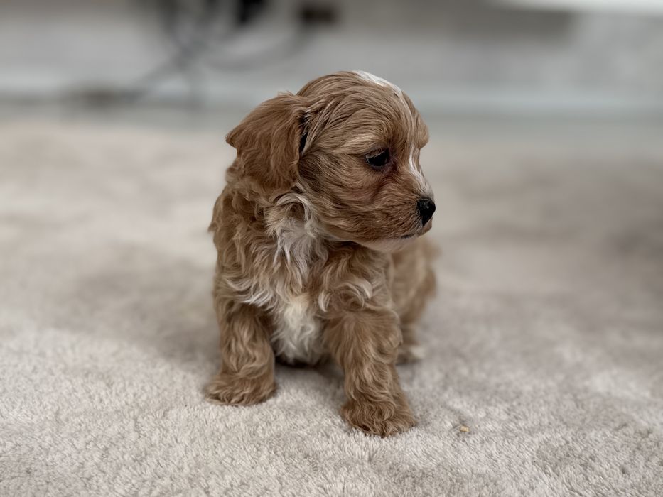 Maltipoo - piesek ;)