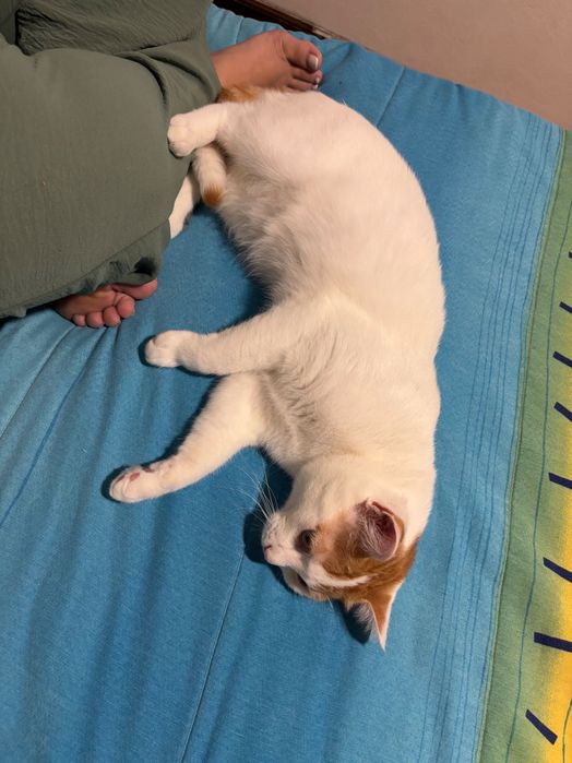 Gato para adoção