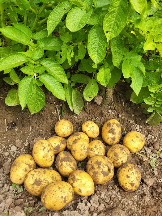 Świeże ziemniaki - 5 kg